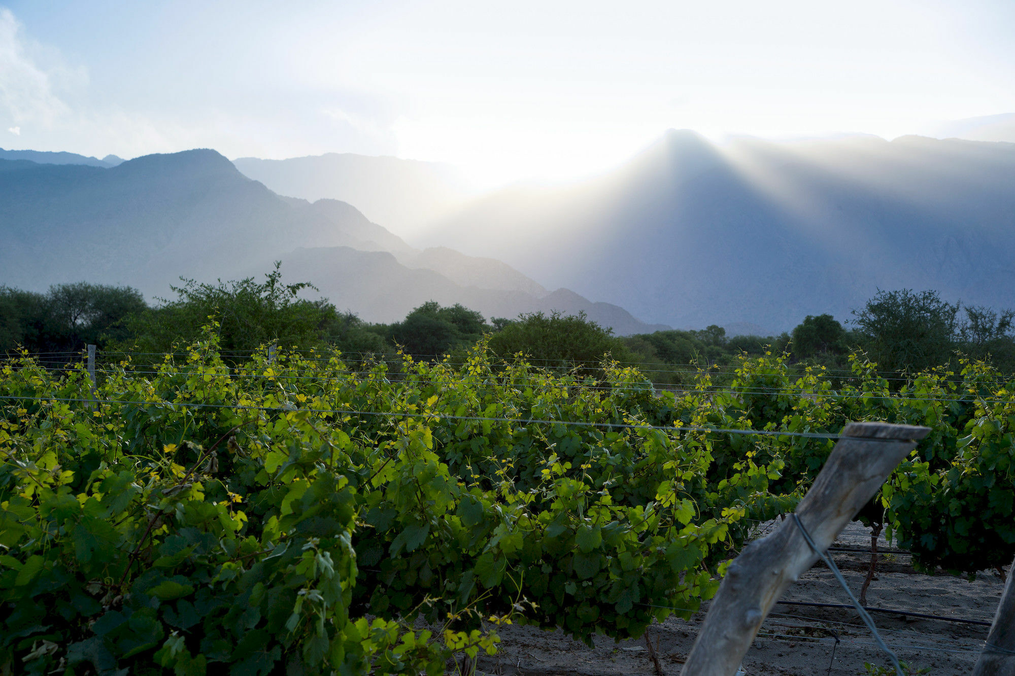 Hotel Grace Cafayate Esterno foto Vineyards in the San Juan Province