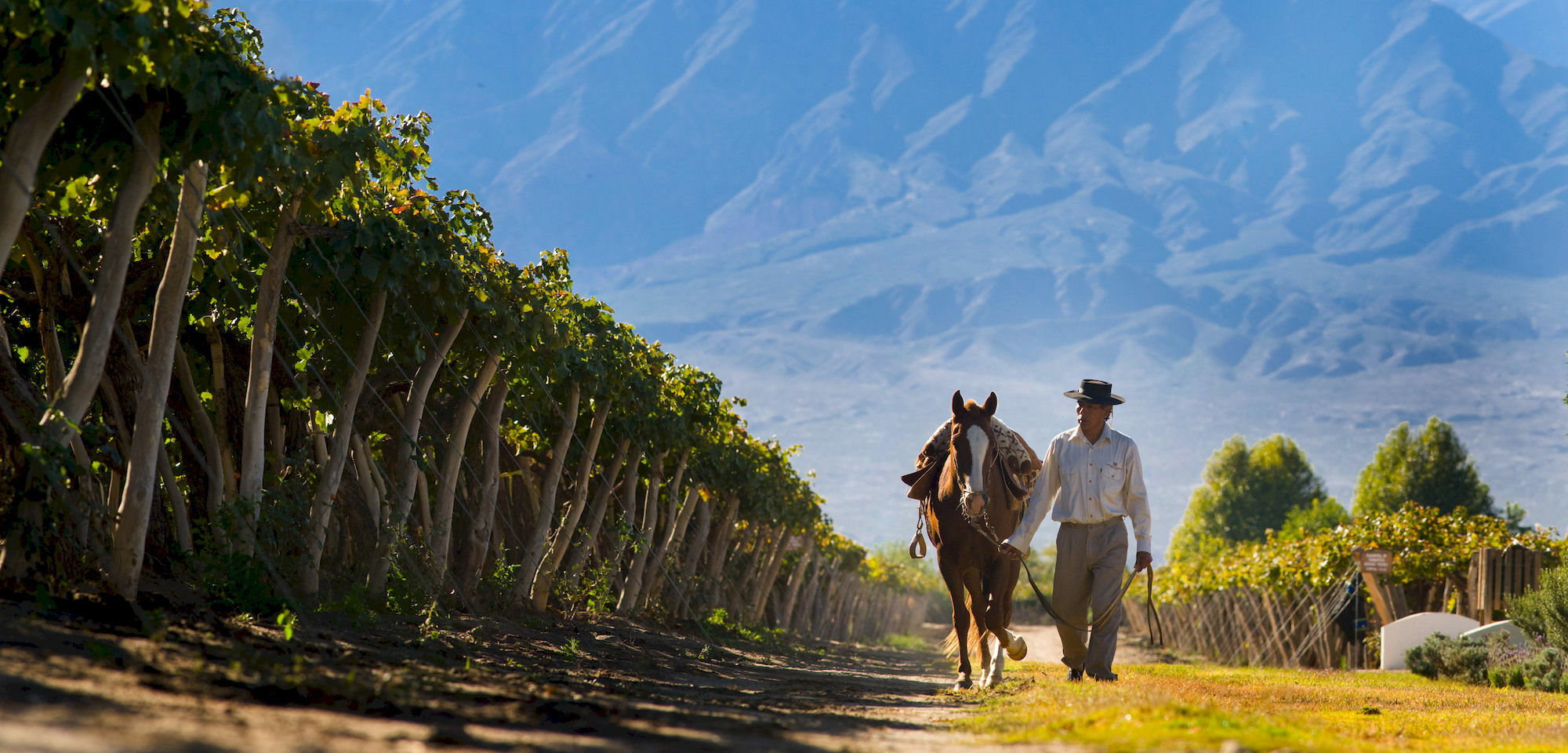 Hotel Grace Cafayate Esterno foto Vineyards in Salta